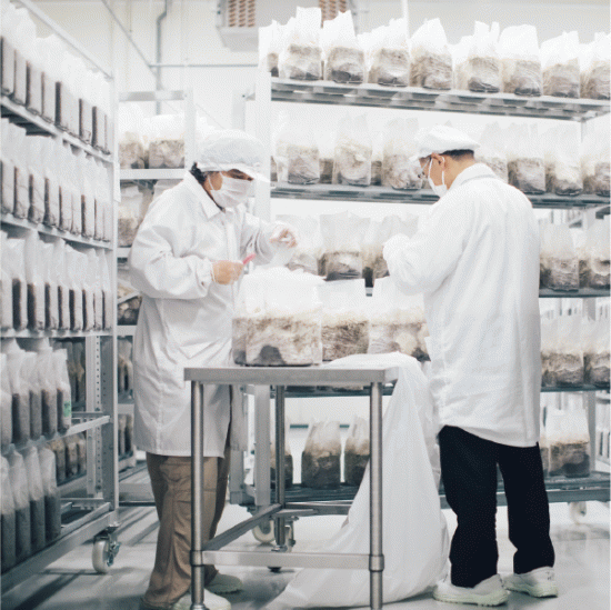 はなびらたけ80g4set通販】大井川電機製作所キノコ部